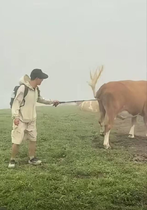 #忻州五台山 抖音热瓜 忻州五台山游客用牛肉干挑逗牛并用登山杆敲打牛屁股 被多只牛围攻踩踏!#忻州五台山 抖音热瓜 忻州五台山游客用牛肉干挑逗牛并用登山杆敲打牛屁股 被多只牛围攻踩踏!