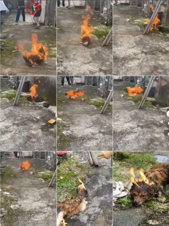#揭阳虐狗 广东省揭阳市揭东区新亨镇坪埔村发生一起虐待流浪狗事件